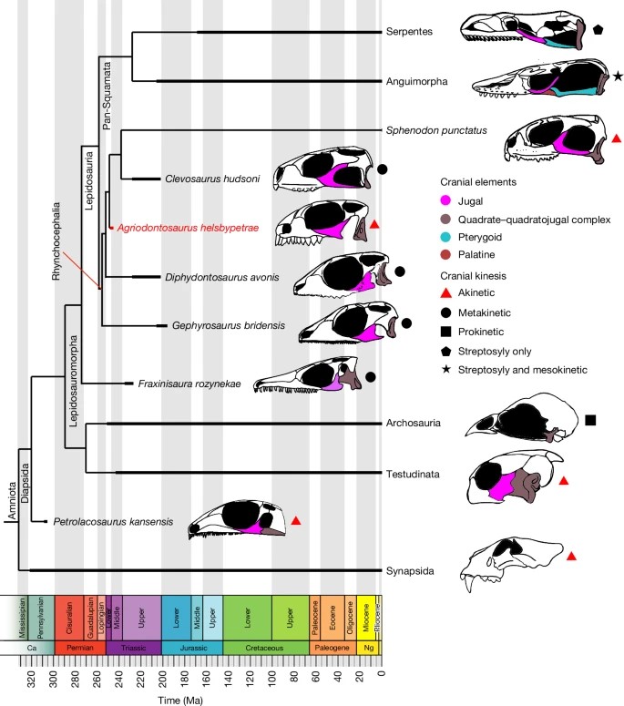Lizards Relative Research Highlight - Oldest Known Lizard Relative Found in UK Triassic ...